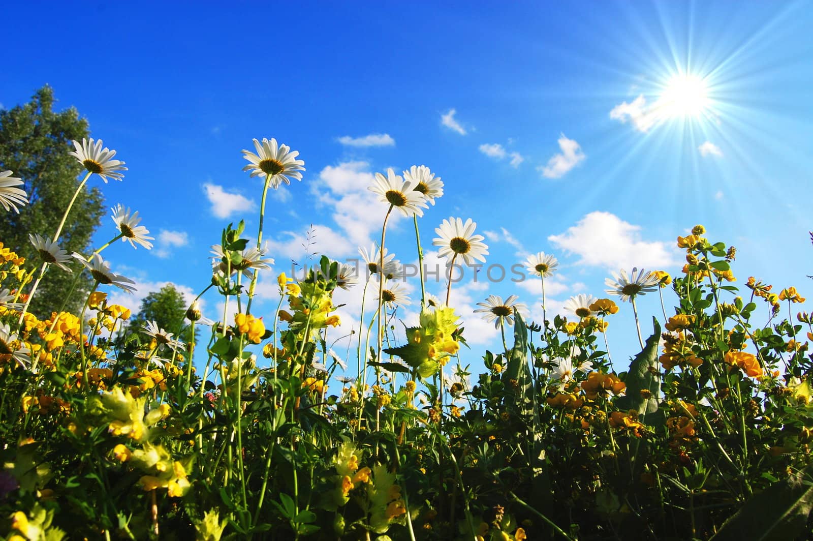 daisy flowers in summer from below with blue sky