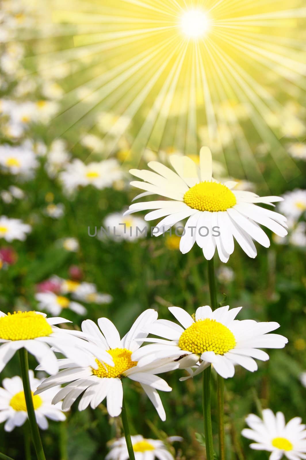 daisy flower on a summer field by gunnar3000