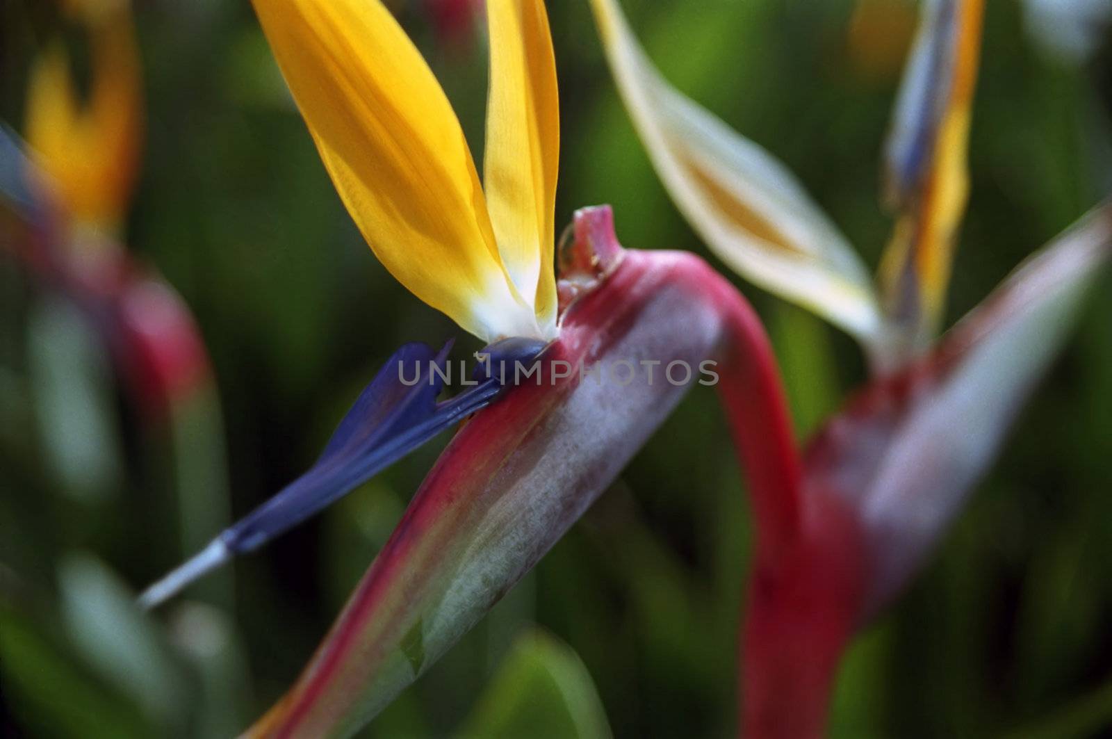 A macro shot of a beautiful bird of paradise flower, shallow depth of field used.