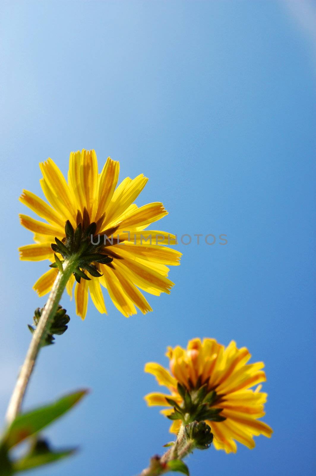 flower under blue summer sky by gunnar3000