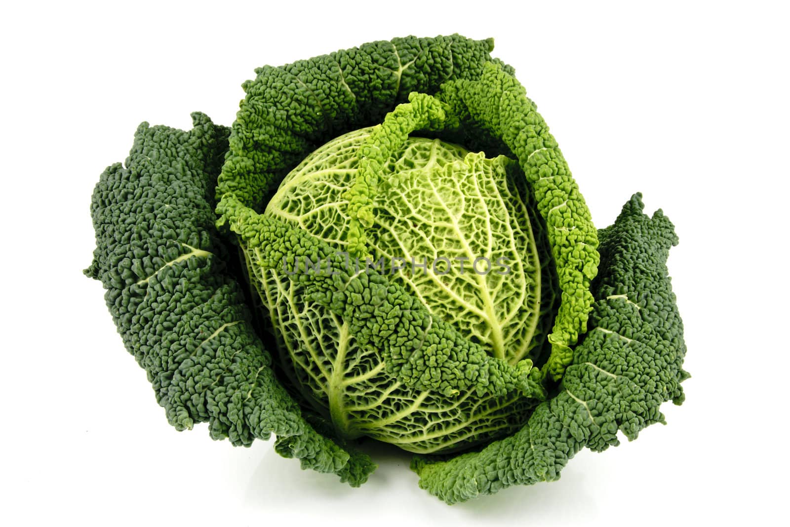 Single fresh ripe green cabbage on a reflective white background 
