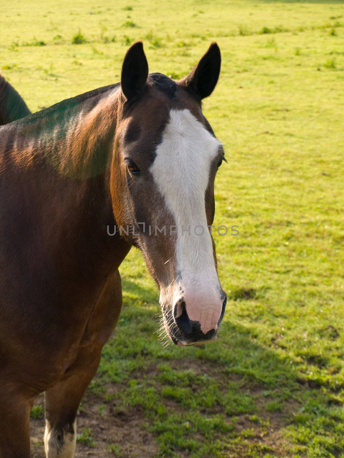 Horse in Beautiful Green Field in British Summer Morning by bobbigmac