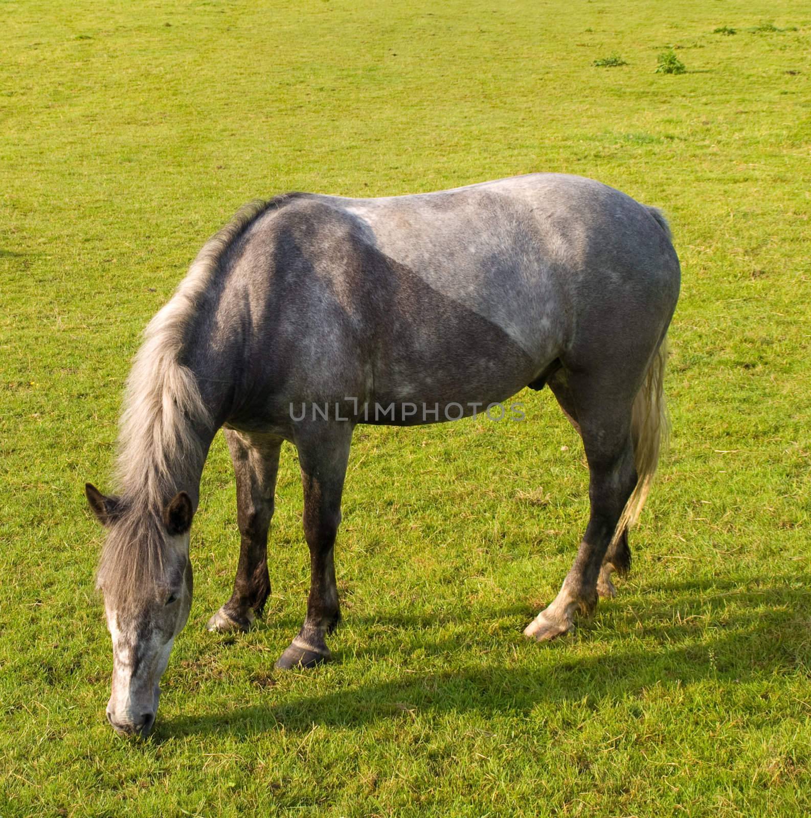 Horse in Beautiful Green Field in British Summer Morning by bobbigmac