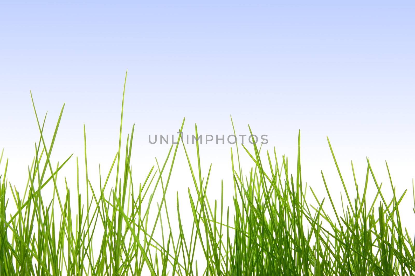 green and fresh grass in spring under blue sky