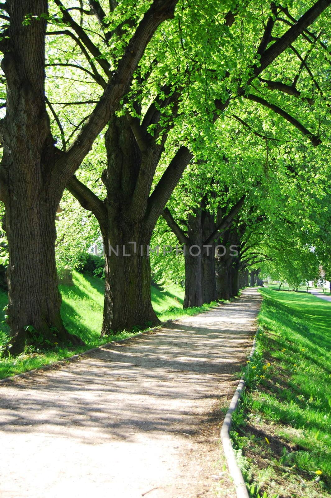 alley with green summer trees in the park on a sunny day