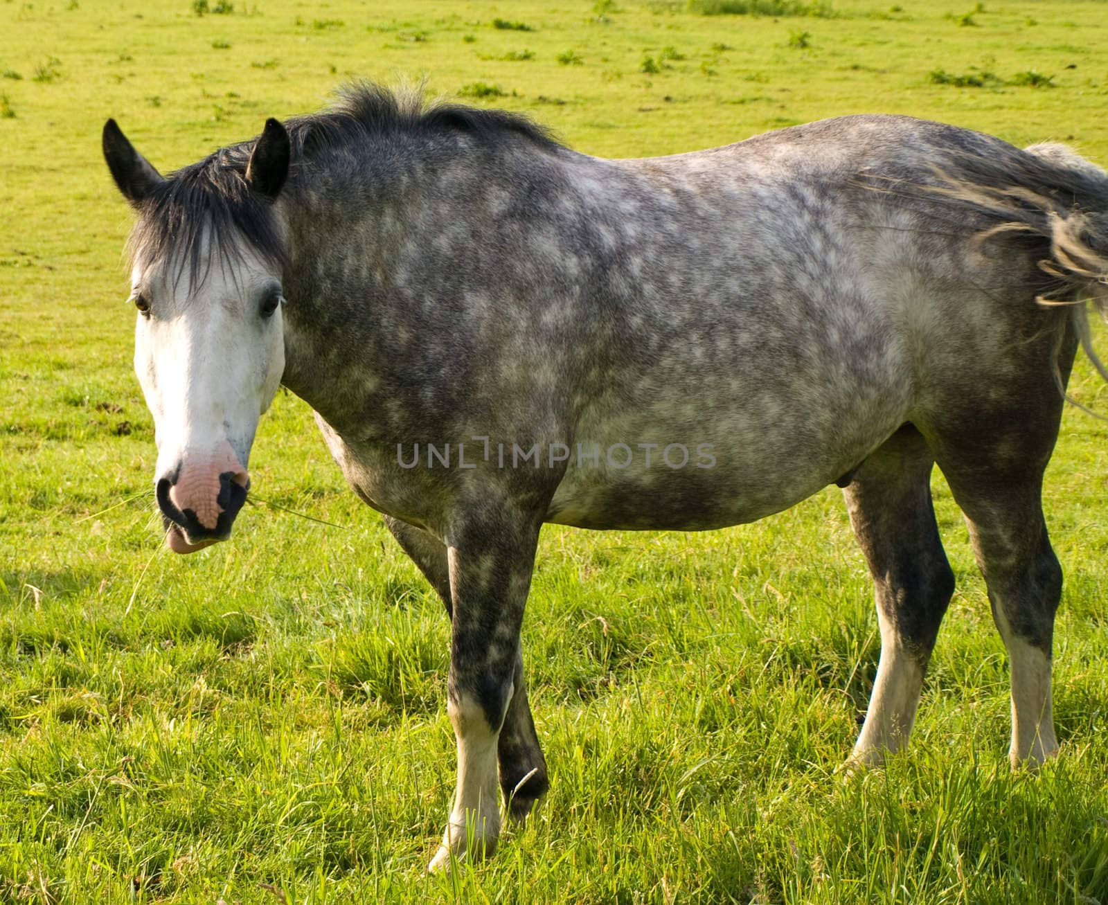 Horse in Beautiful Green Field in British Summer Morning