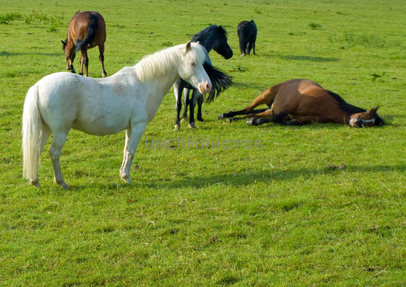 Horse in Beautiful Green Field in British Summer Morning