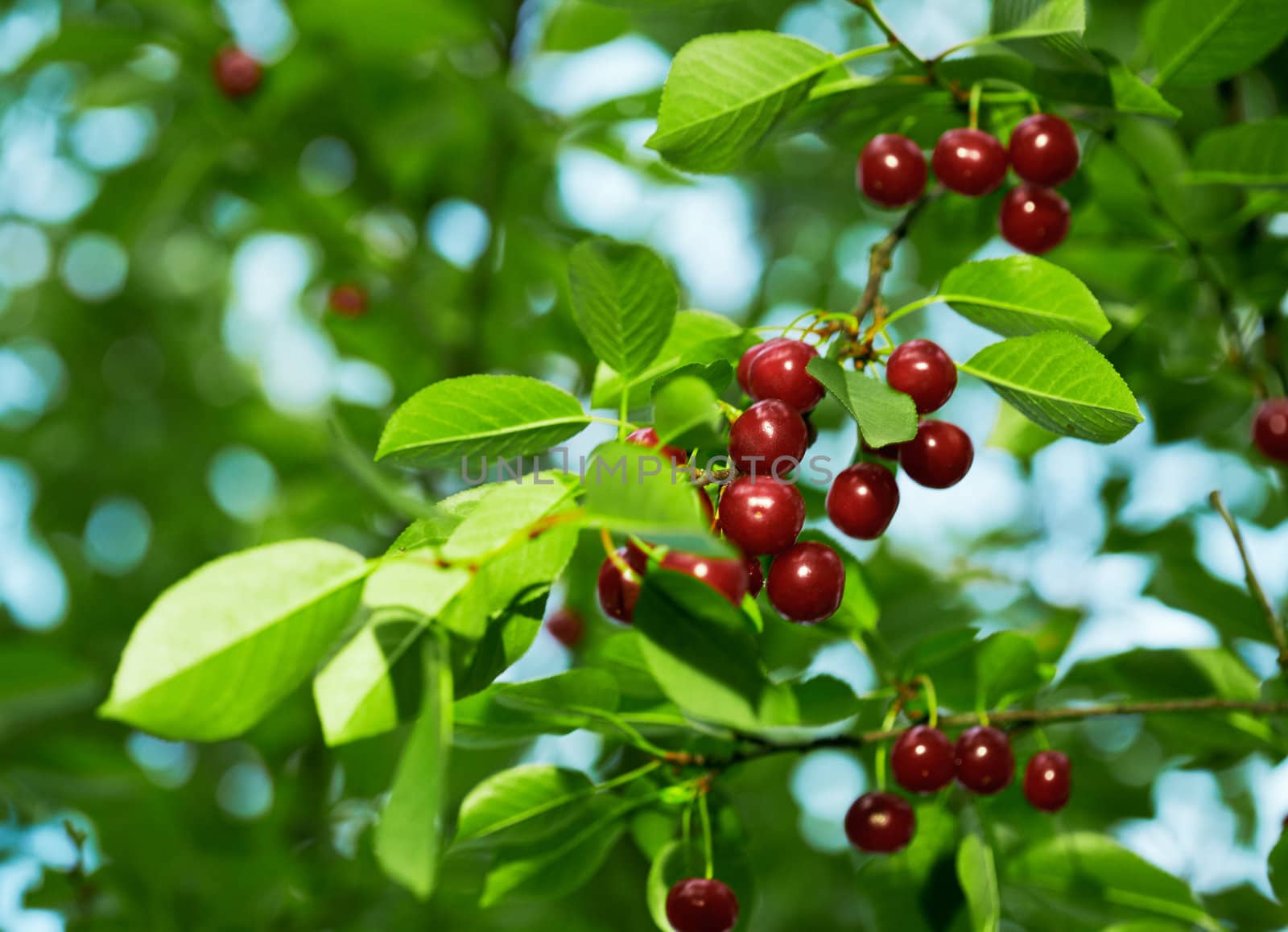 Cherries on the Tree. by romanshyshak