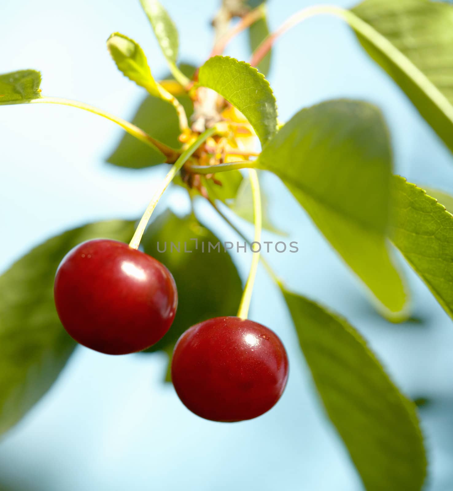 Closeup picture of two ripe cherries on the tree with green leaves.
