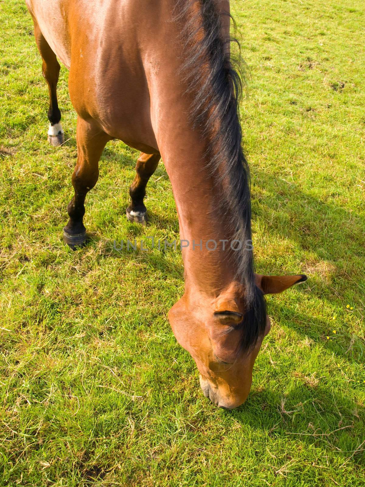 Horse in Beautiful Green Field in British Summer Morning by bobbigmac