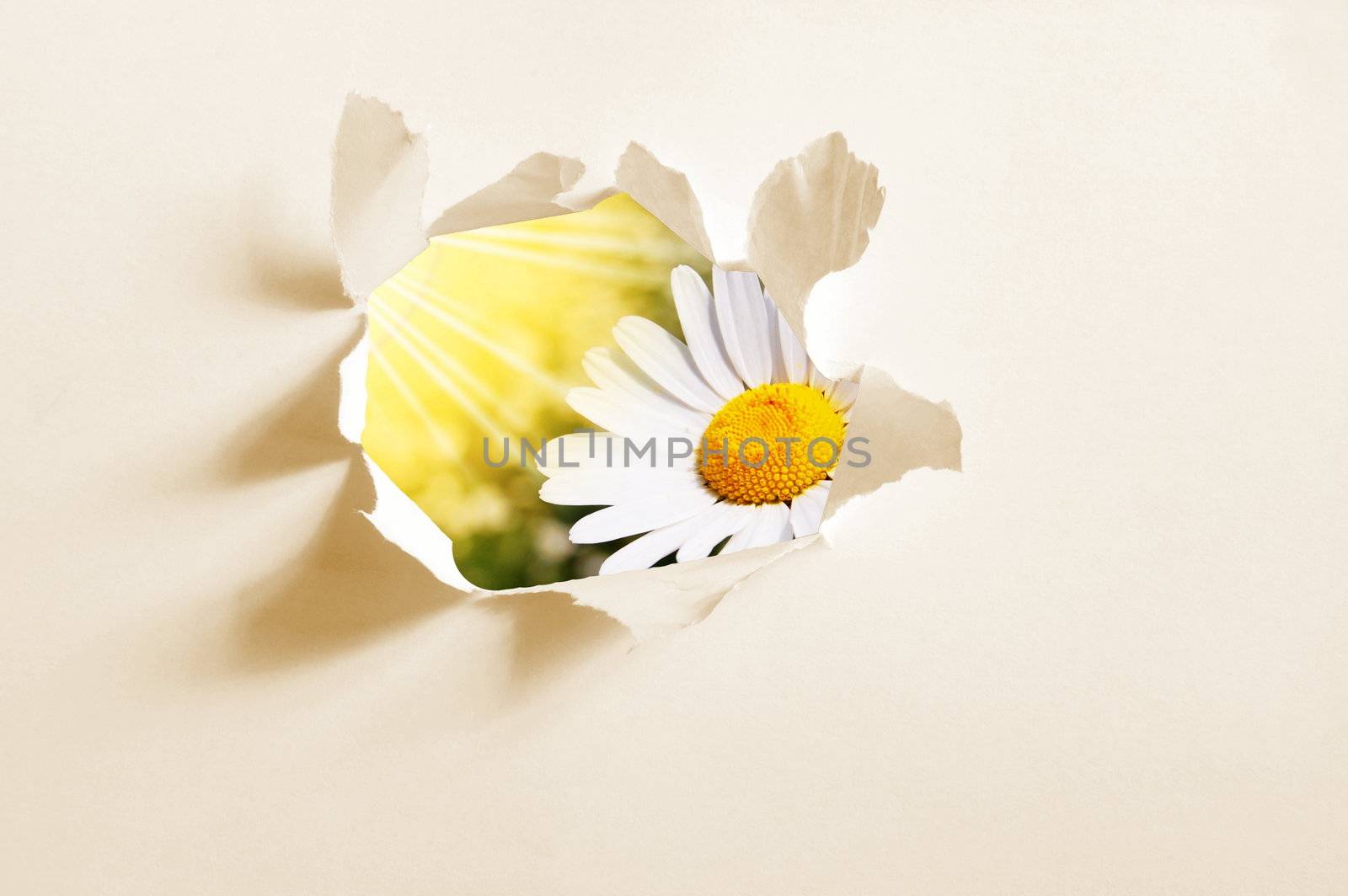 flower behind hole in blank paper showing freedom