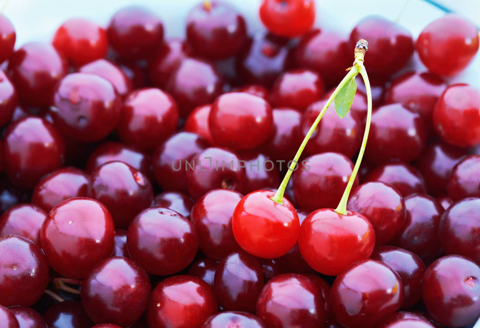 Heap of cherries with pair  of them in the front.