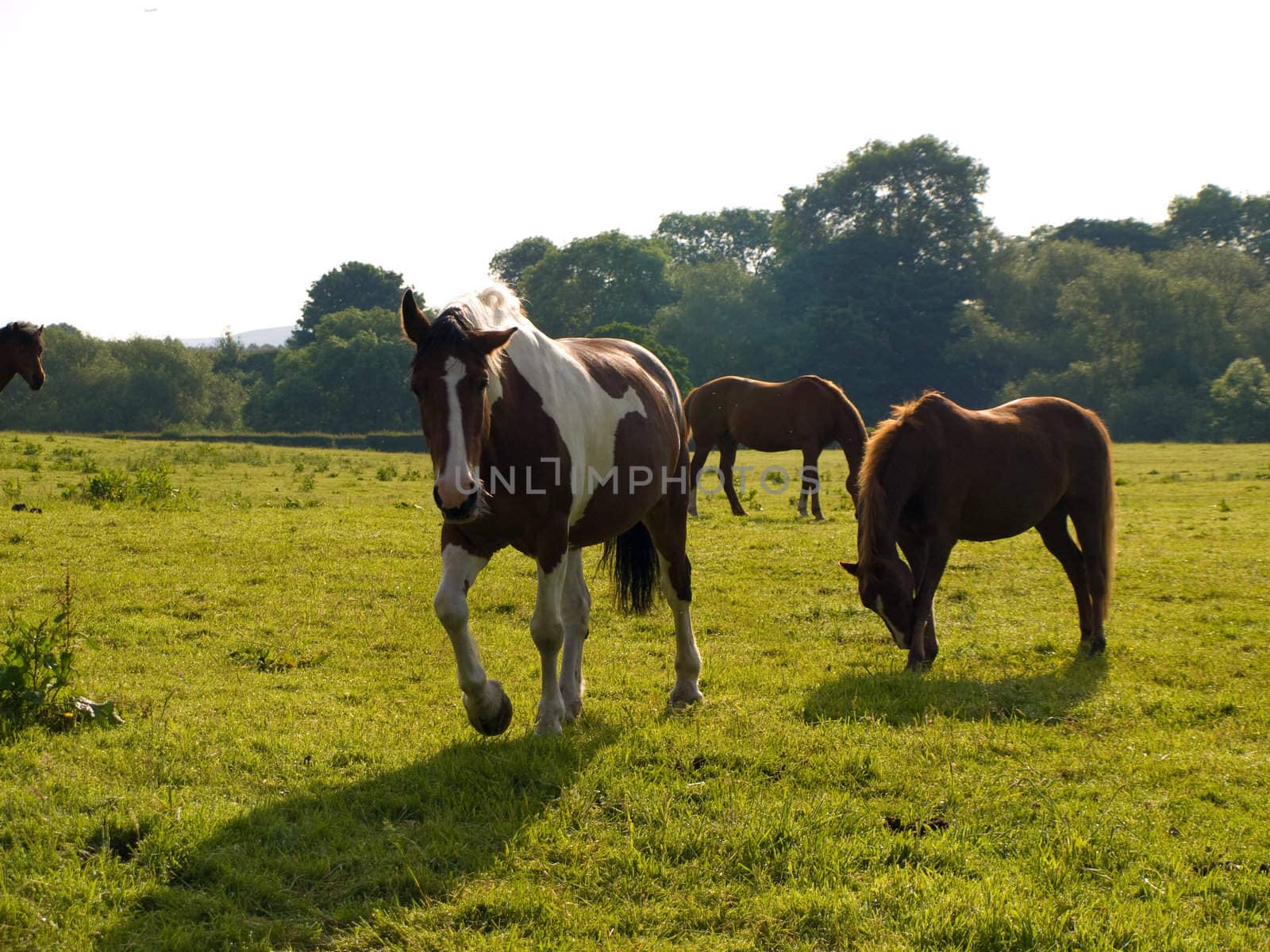 Horse in Beautiful Green Field in British Summer Morning by bobbigmac