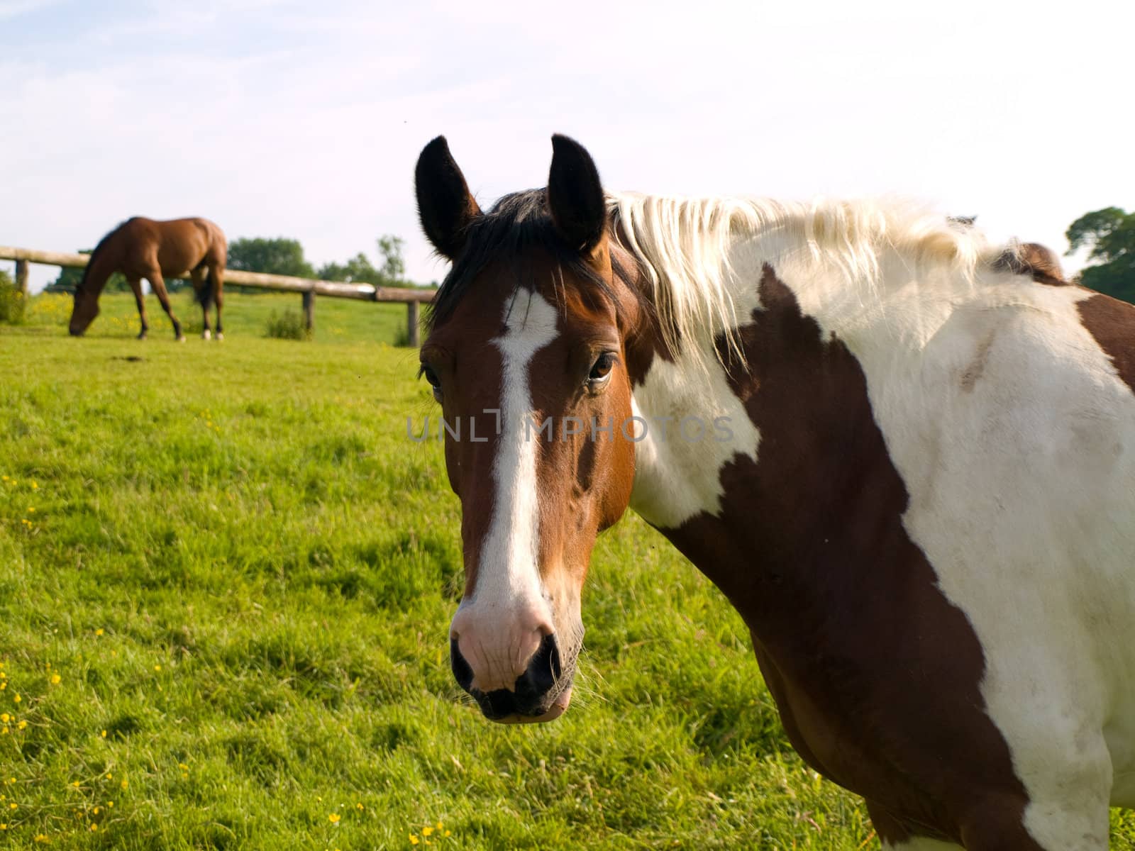 Horse in Beautiful Green Field in British Summer Morning