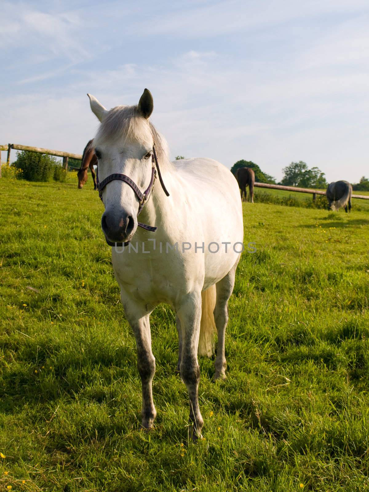 Horse in Beautiful Green Field in British Summer Morning