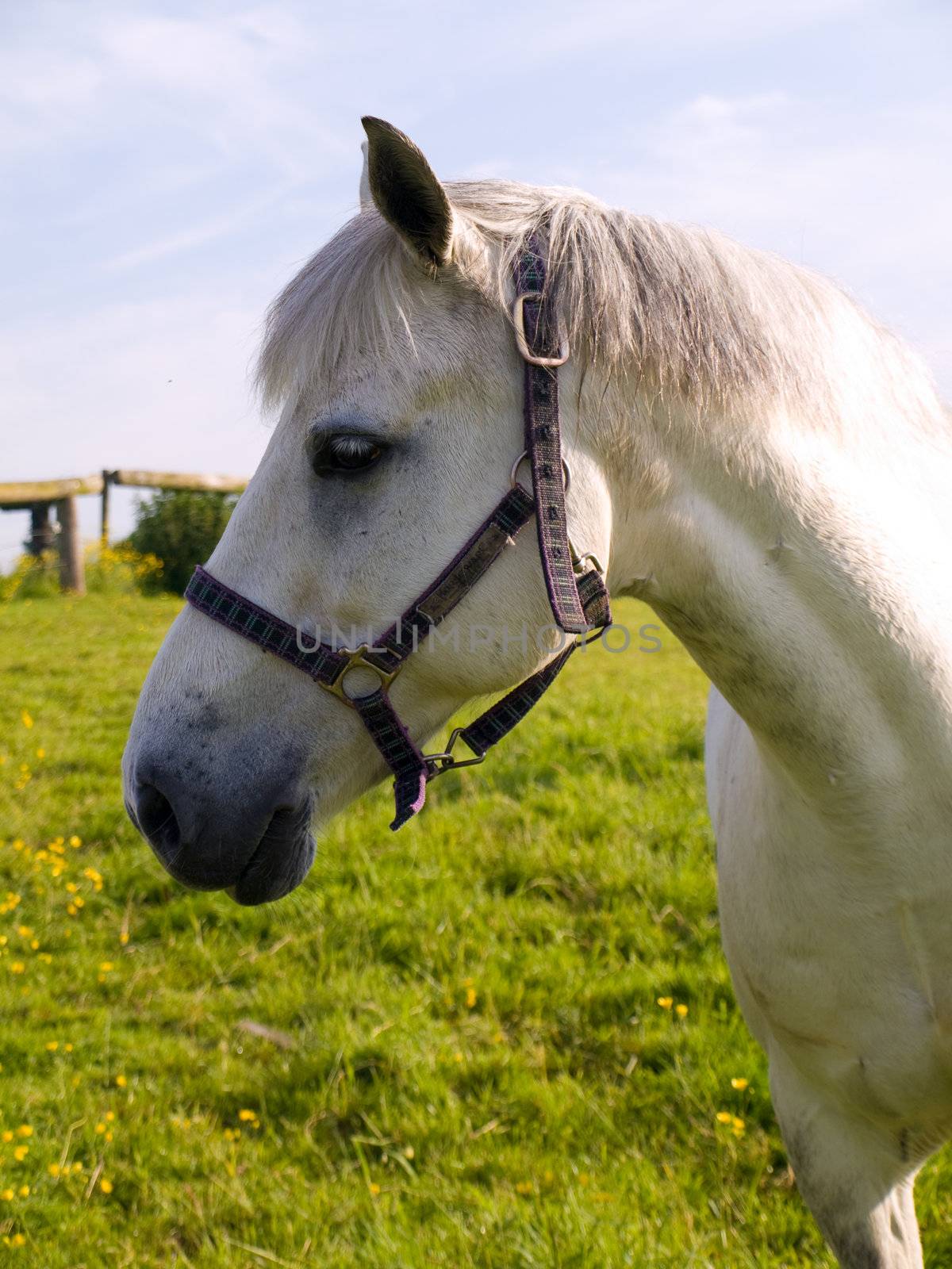 Horse in Beautiful Green Field in British Summer Morning