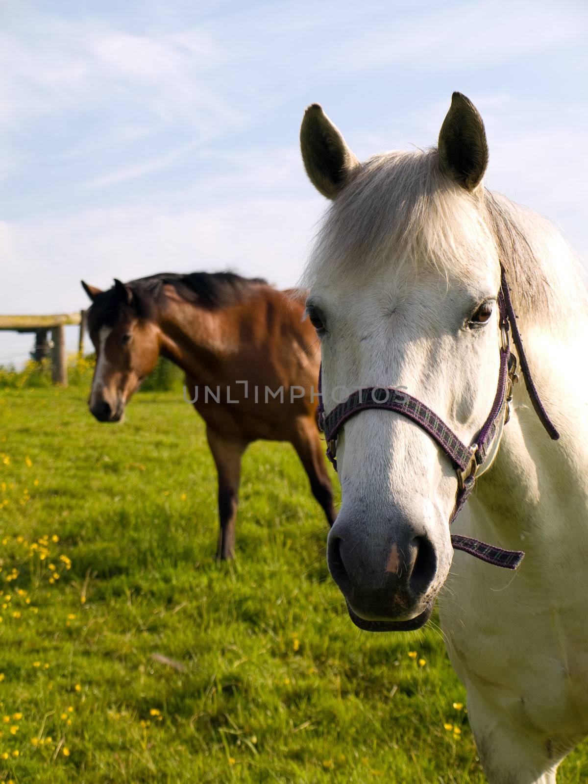 Horse in Beautiful Green Field in British Summer Morning by bobbigmac