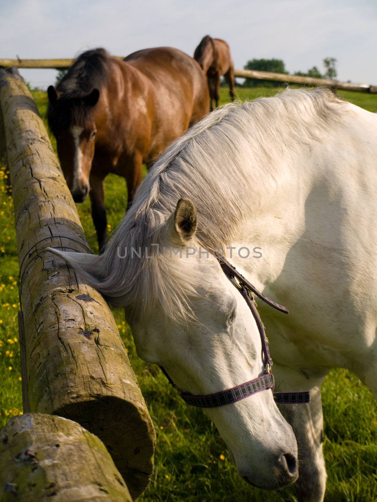 Horse in Beautiful Green Field in British Summer Morning by bobbigmac