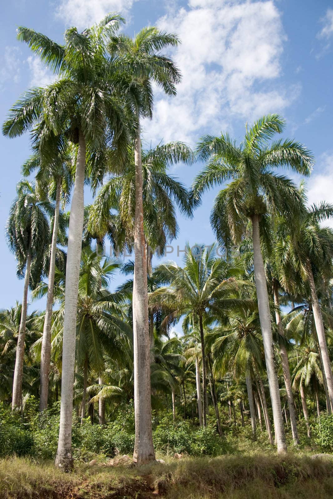 Group of tropical palm trees and a blue sky in a background. Baracoa, Cuba.