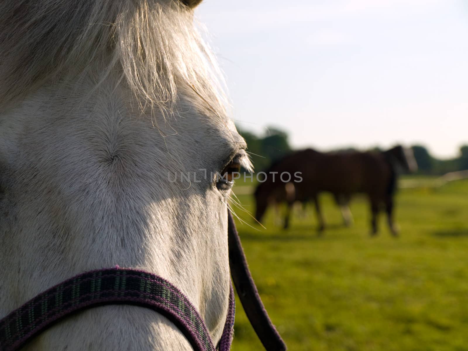 Horse in Beautiful Green Field in British Summer Morning