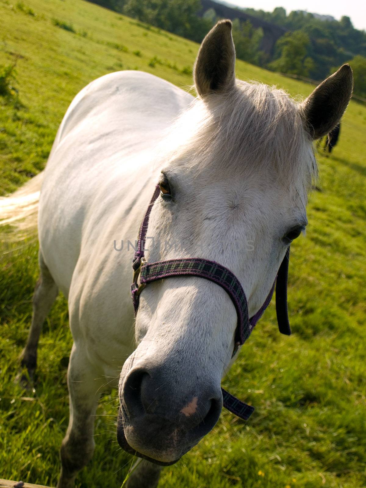 Horse in Beautiful Green Field in British Summer Morning by bobbigmac