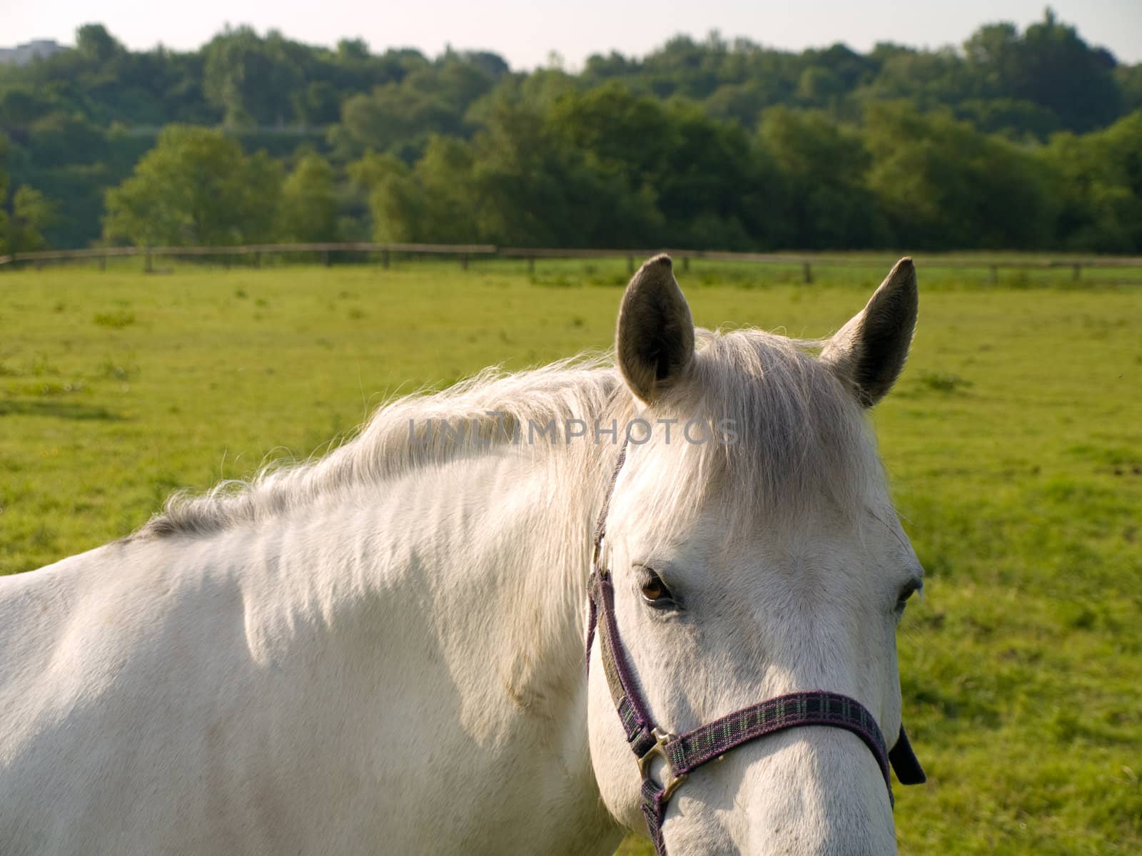 Horse in Beautiful Green Field in British Summer Morning