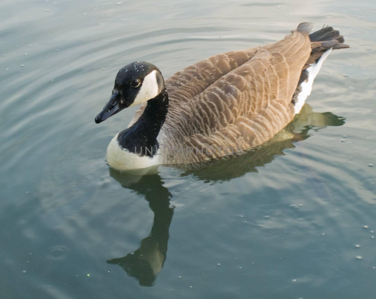 Ducks Geese and Coots Swimming on a British Pond in Summer Sunri by bobbigmac