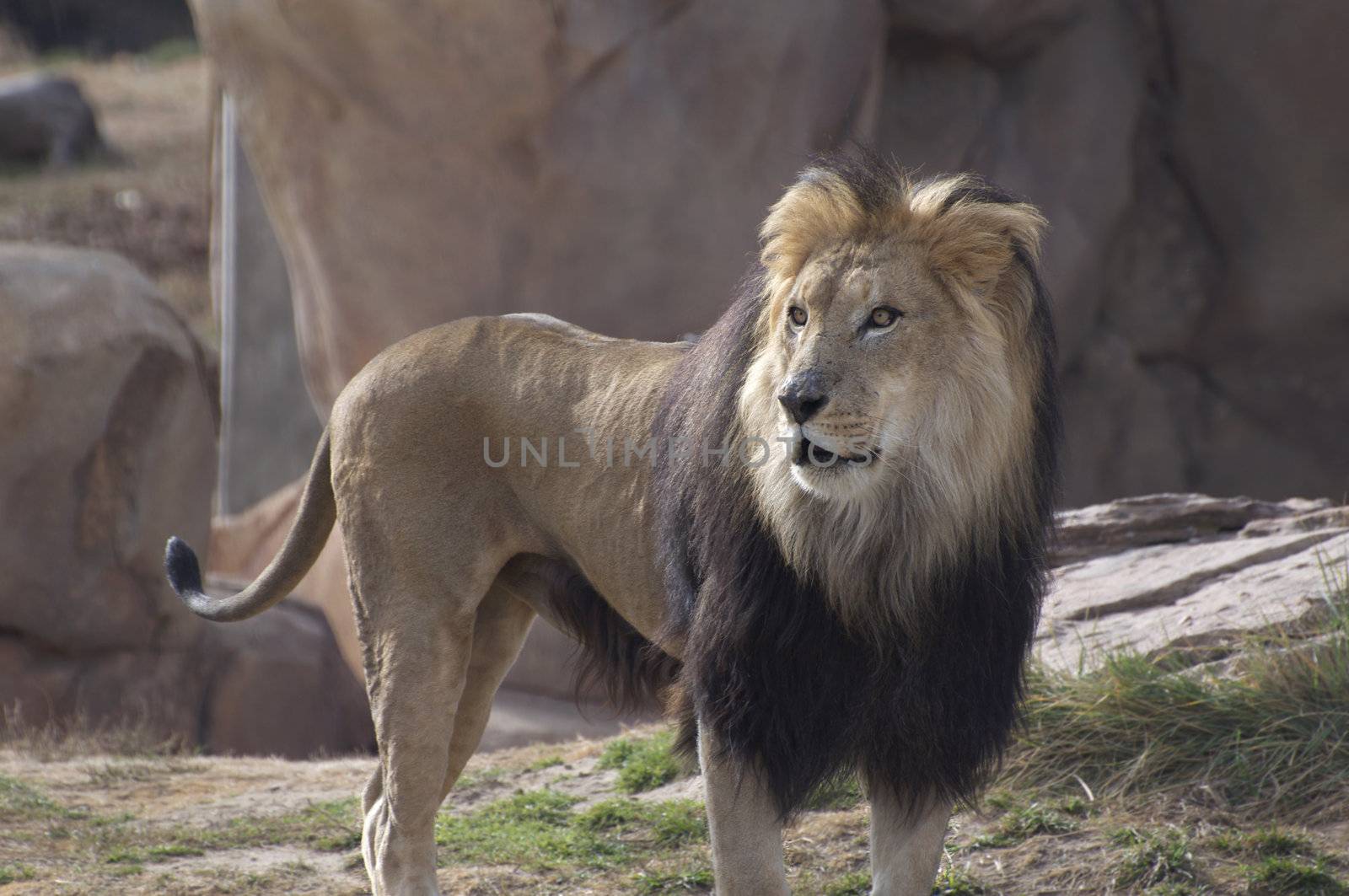 A large male lion roams around at the Denver Zoo.