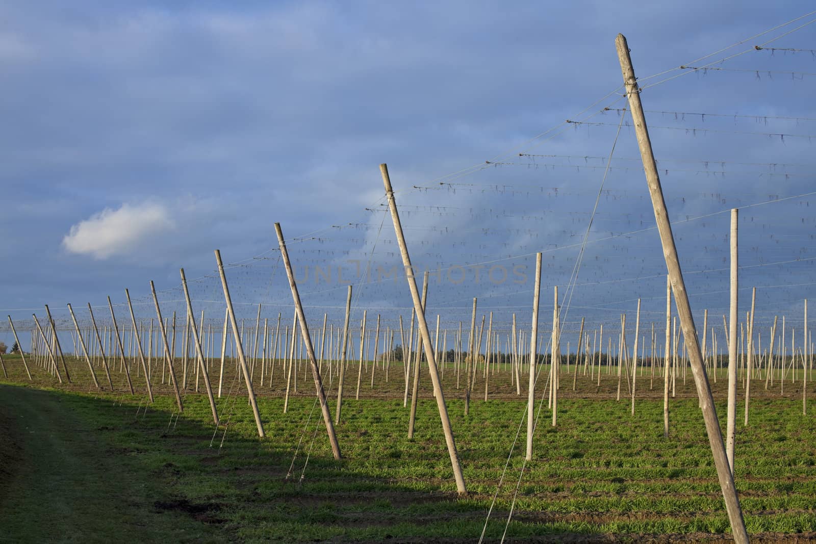 remains of a hop field after the harvest