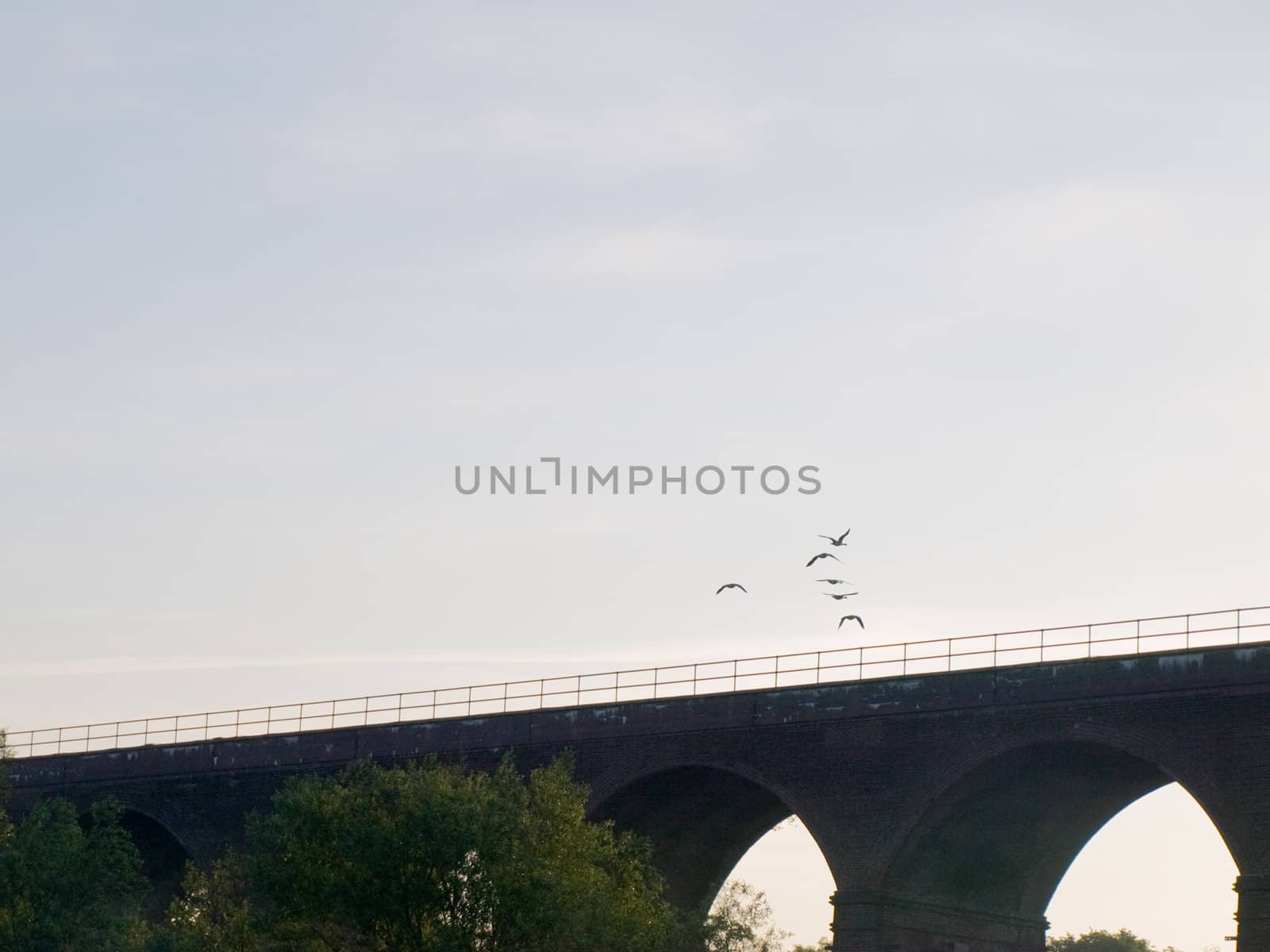 Flock of Canada Geese Flying Over Trees