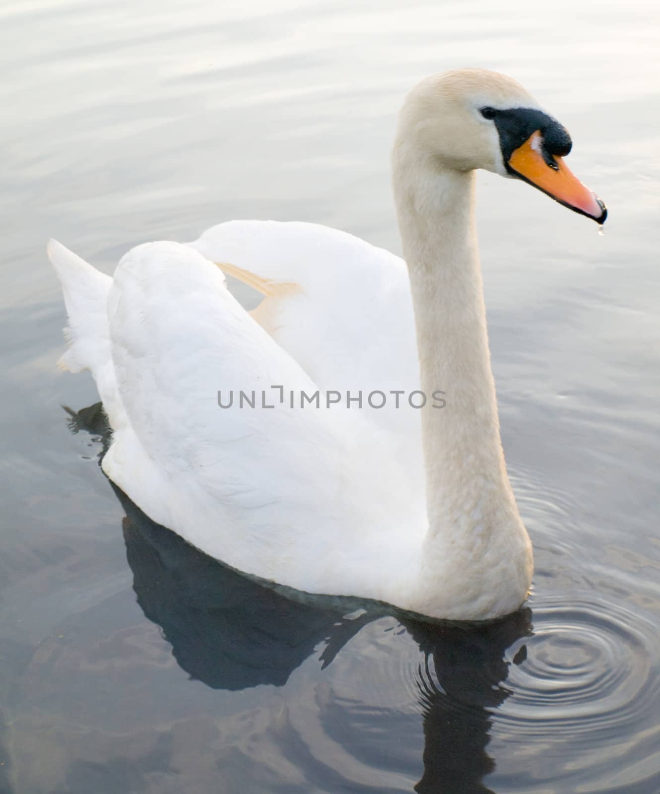 Beautiful Swan Floating Swimming On Pond