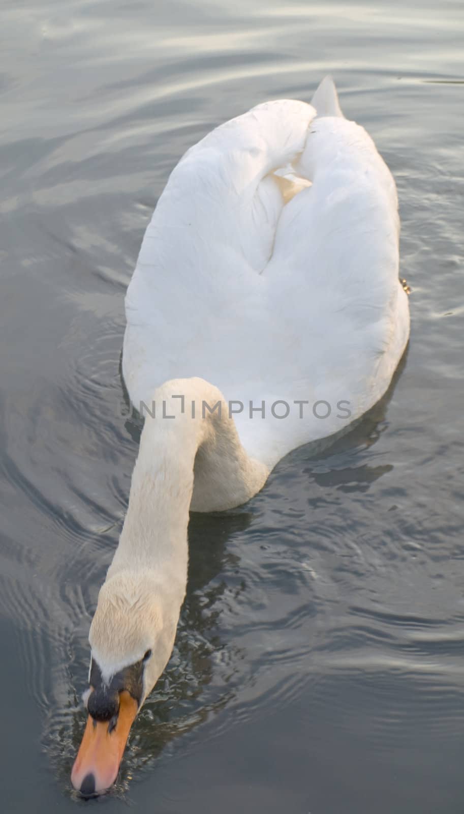 Beautiful Swan Floating Swimming On Pond