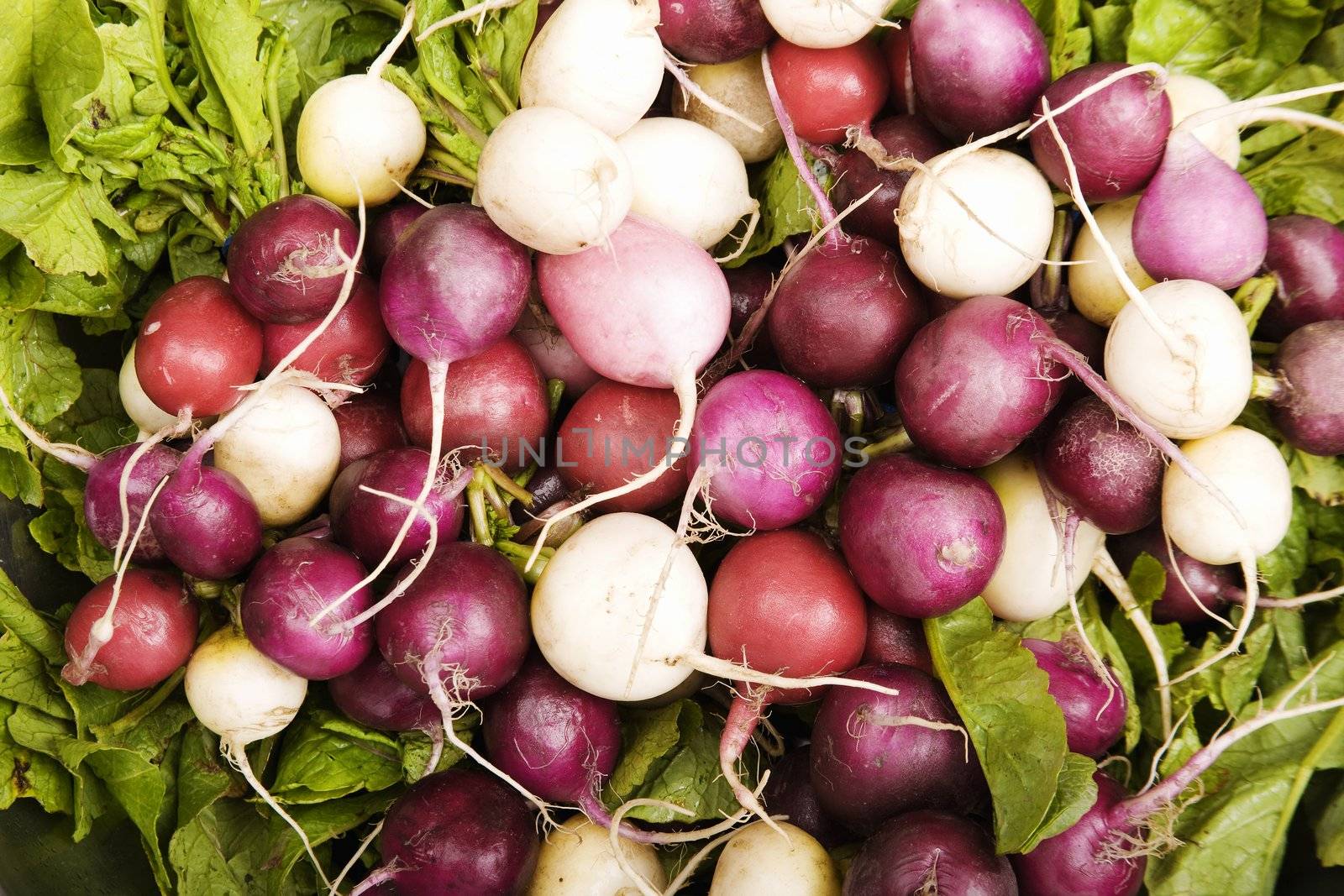 Red, white and magenta radishes on a bed of leafy greens