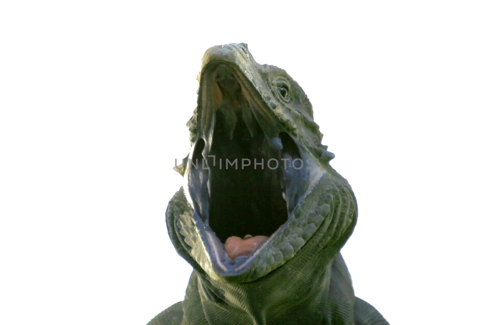 Iguana yawning over white background