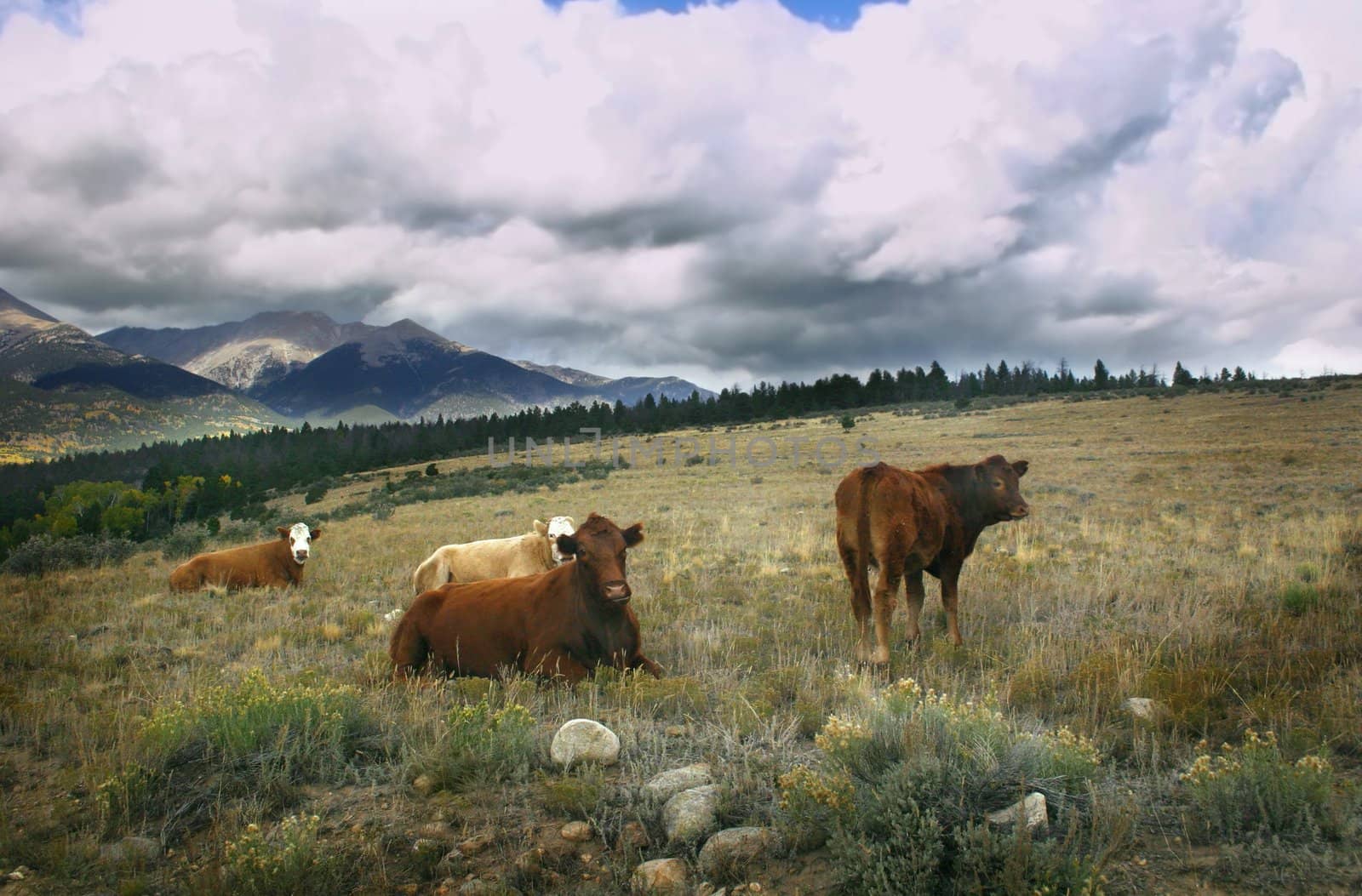 Part of a herd of cattle on the open range in the mountains of Colorado, preparing to weather a summer storm.