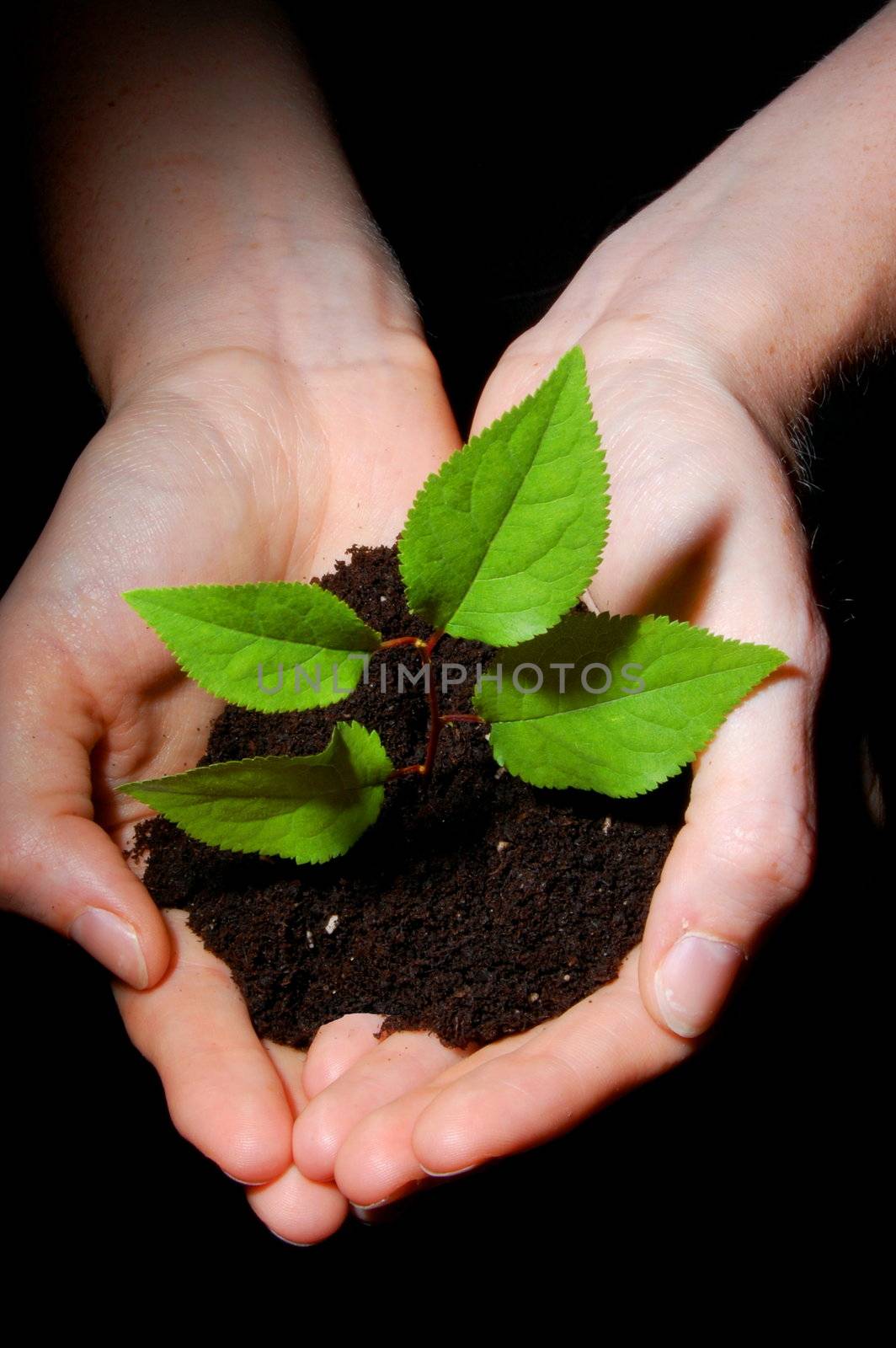 hands plant and soil showing concept of growth