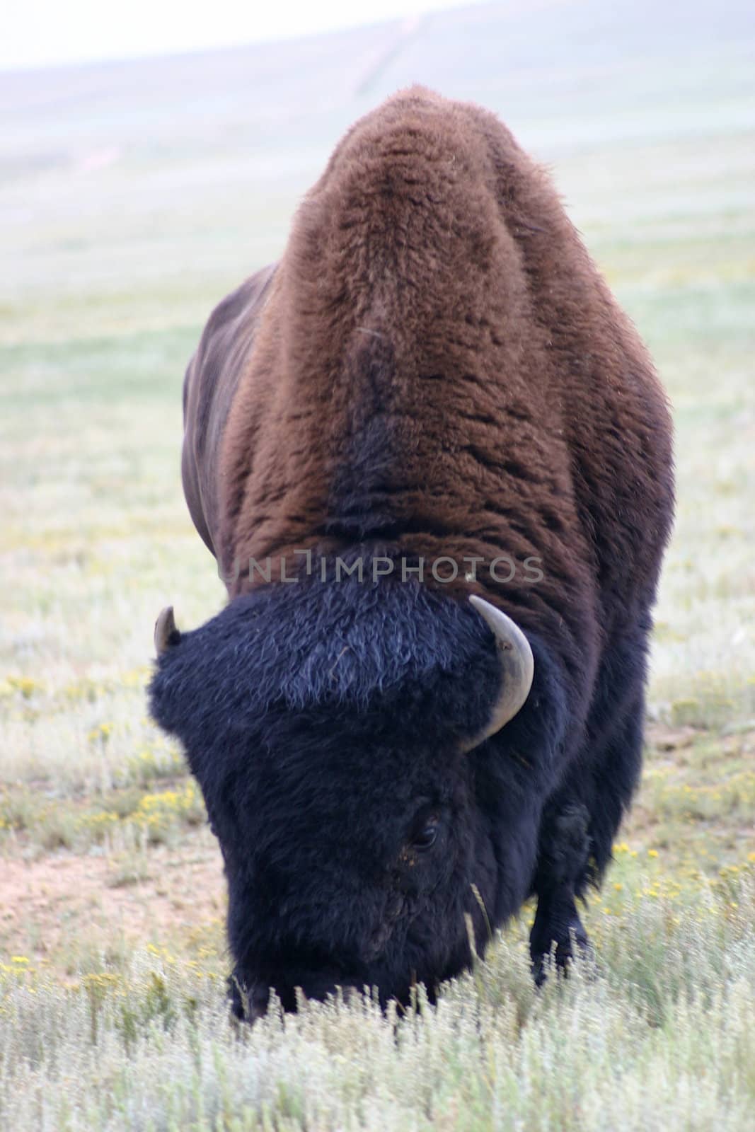 The American Bison (Bison bison), often called buffalo, once roamed the American West in huge herds and provided ample food for Native Americans.   