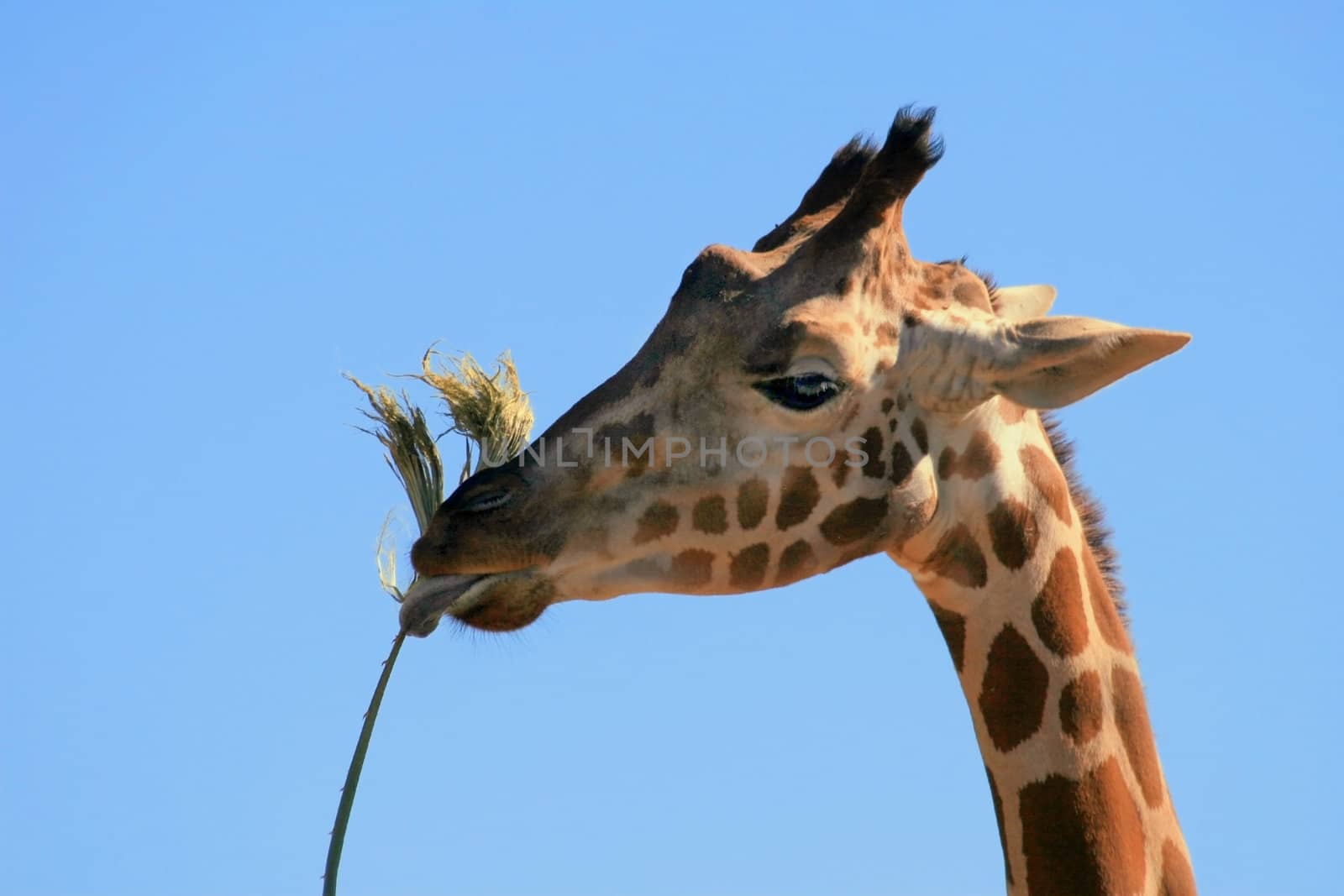 The giraffe (Giraffa camelopardalis), the tallest land mammal, uses its long, prehensile tongue to secure leaves and branches high above the reach of other African herbivores.  Each giraffe has a unique pattern of patches.