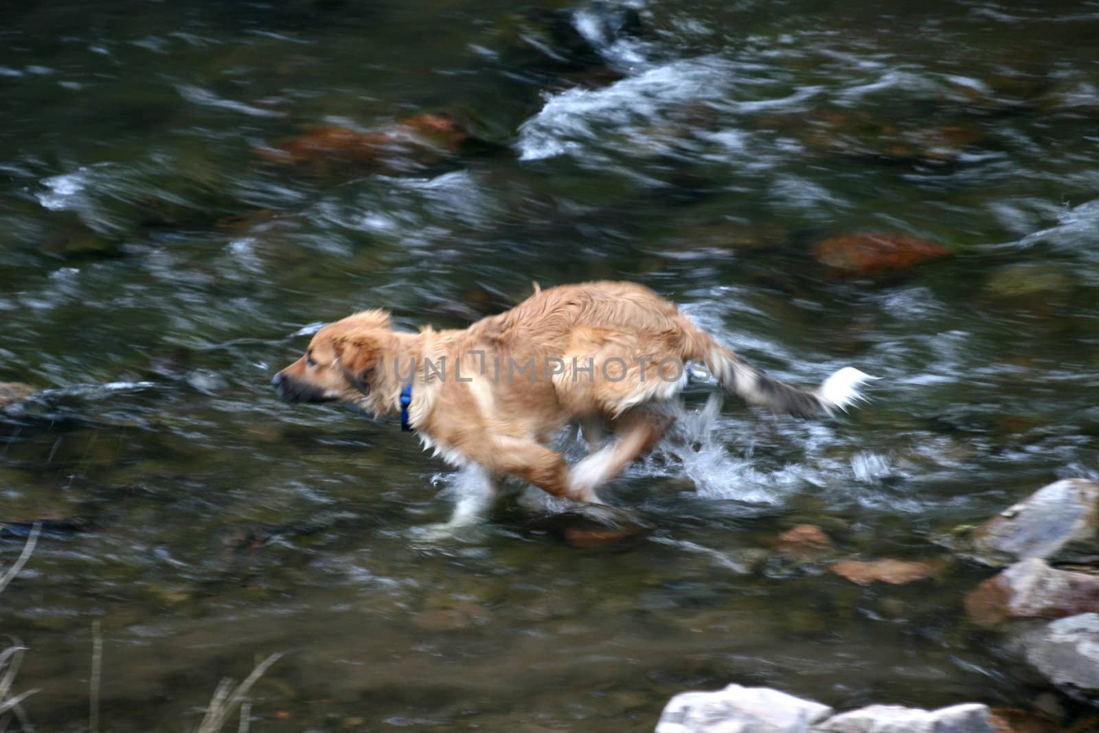 A retriever type puppy (Canis lupus familiarus) running upstream in a river.  Intentional blur to show speed.