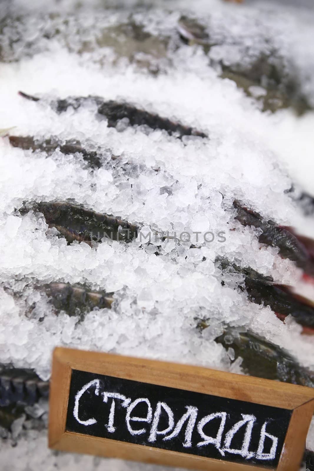 Food, Fresh Fish on Ice c Tablet "Sterlet"