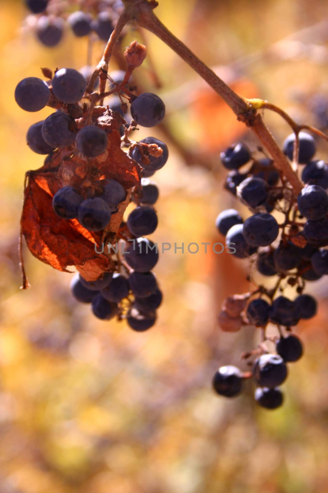 Wild grapes in an autumn setting