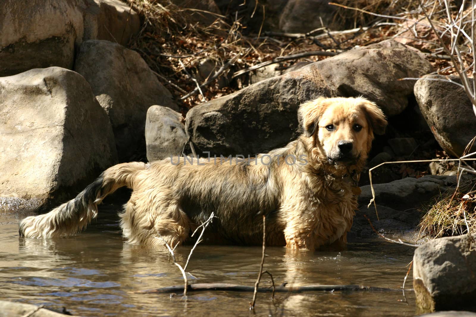 Young retriever-type puppy practices his hunting skills in a mountain stream