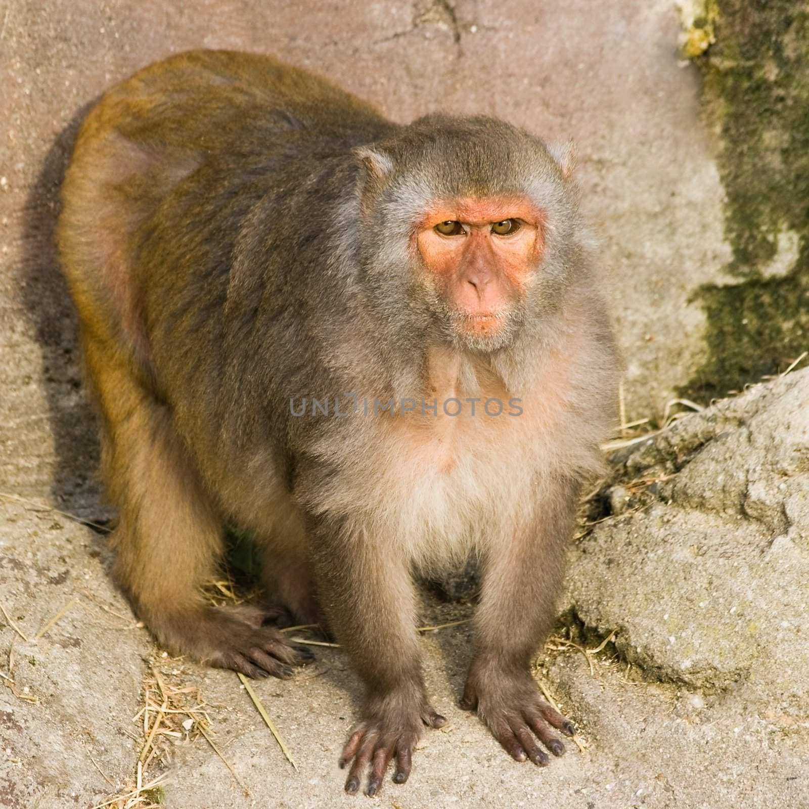 Rhesus monkey - square image by Colette