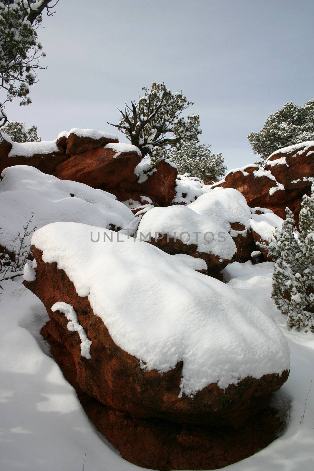 Heavy winter snowfall blankets the pinyons (Pinus edulis) and red rocks of Red Canyon in the southern Colorado foothills of the Rocky Mountains
