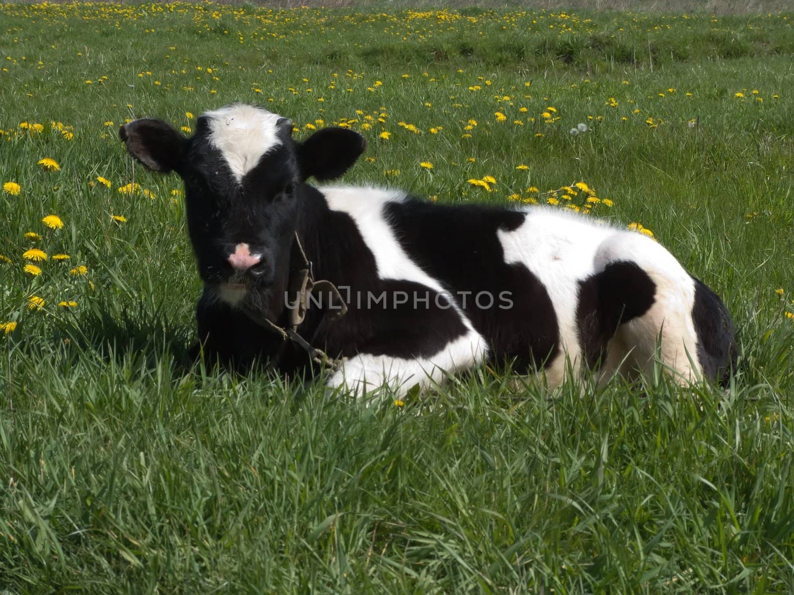 The black and white cow on a summer meadow 
