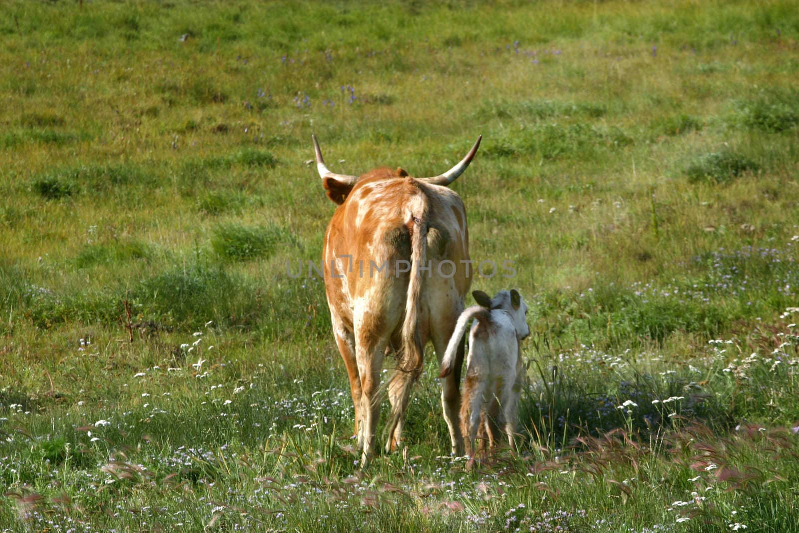 A long horn cow and newborn calf (Bos taurus) on a Rocky Mountain ranch make their way across a meadow to join up with the rest of the herd. 