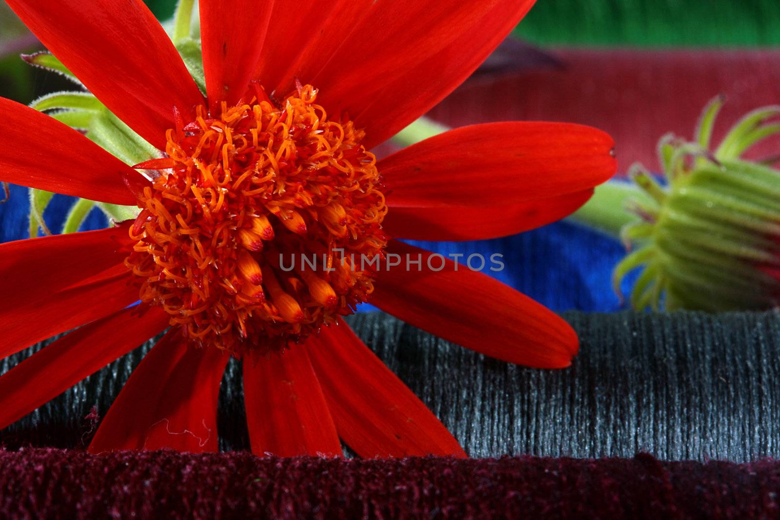 Red flower against threads for an embroidery.