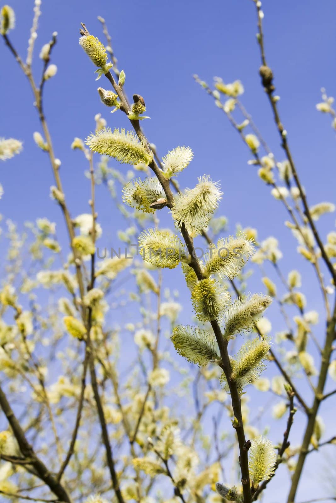 Pussy willow by Nikonas