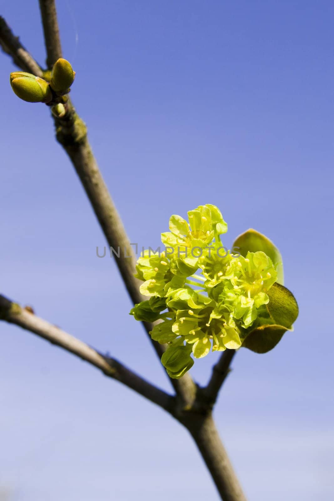 Branch of a blossoming maple in the spring