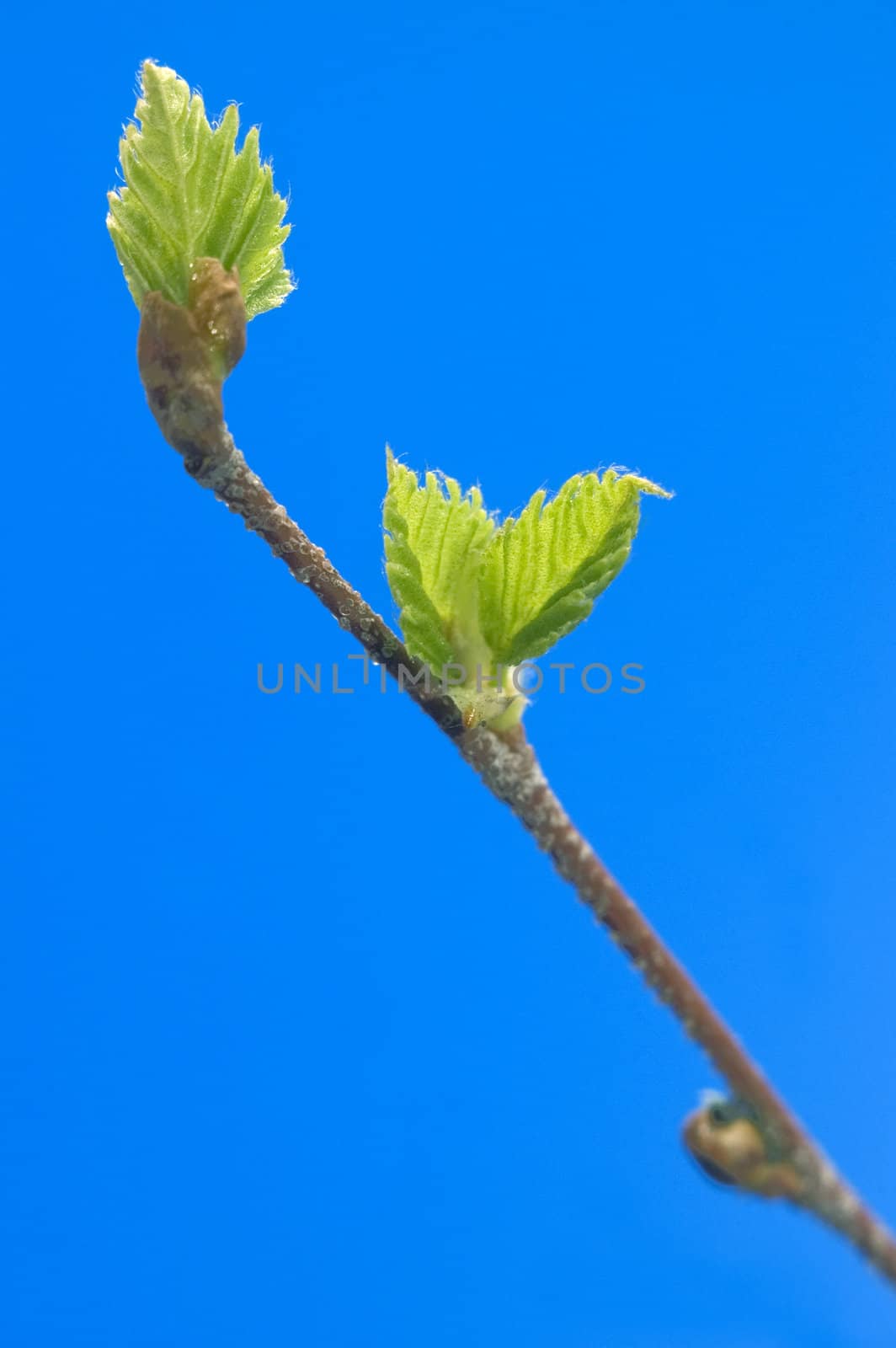 Small green sheets on a  blue background.